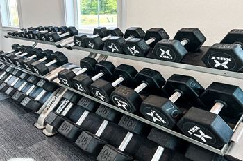 a row of dumbbells in a gym
